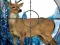 Sniper Stag Hunter – kostenloses Online-Spiel