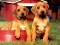 Puppy Pairs Puzzle – kostenloses Online-Spiel