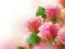 Pink Roses – kostenloses Online-Spiel