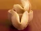 Fortune Cookies – kostenloses Online-Spiel