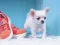 Lovely Puppy Puzzle – kostenloses Online-Spiel