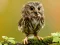 Animal Hidden Stars – kostenloses Online-Spiel
