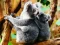 Cute Baby Koala Bear – kostenloses Online-Spiel