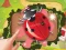 Bugs Bang – kostenloses Online-Spiel