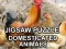 Jigsaw Puzzle Domesticated Animals – kostenloses Online-Spiel
