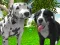 Dog Simulator 3d – kostenloses Online-Spiel