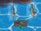 Titanic Shark Attacks – kostenloses Online-Spiel