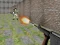 Bullet Fire – kostenloses Online-Spiel