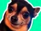 What meme dog are you ? – kostenloses Online-Spiel