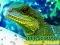 Chinese Water Dragon Jigsaw – kostenloses Online-Spiel
