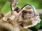 Chimpanzee Jigsaw – kostenloses Online-Spiel