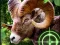 Crazy Goat Hunter 2020 – kostenloses Online-Spiel