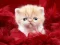 Funny Kitty – kostenloses Online-Spiel