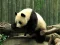 Pandas Puzzle – kostenloses Online-Spiel