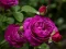 Purple Roses – kostenloses Online-Spiel