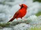 Birds Puzzle – kostenloses Online-Spiel