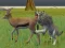 Wolf Life Simulator – kostenloses Online-Spiel