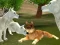 Wild Wolves Hunger Attack – kostenloses Online-Spiel