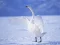 Graceful Swans – kostenloses Online-Spiel
