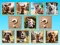 Doggie Duo Discoveries – kostenloses Online-Spiel