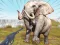 Zoo Anomaly Simulation – kostenloses Online-Spiel