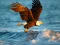 Animals Jigsaw Puzzle Eagle – kostenloses Online-Spiel