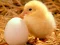 Lovable Little Creatures Puzzle – kostenloses Online-Spiel