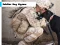 Soldier Dog Jigsaw – kostenloses Online-Spiel