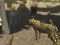 African Cheetah Hunting Simulator – kostenloses Online-Spiel