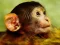 Funny Baby Monkey – kostenloses Online-Spiel