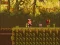 The Lost Forest – kostenloses Online-Spiel
