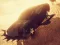 Zombie Car Driver – kostenloses Online-Spiel