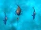Avoid the Sharks – kostenloses Online-Spiel