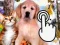 Pets Clicker – kostenloses Online-Spiel