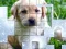 PicPu Dog – kostenloses Online-Spiel