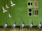 Pigeon Escape 2 – kostenloses Online-Spiel
