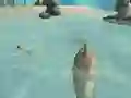 Shark Simulator Beach Killer – kostenloses Online-Spiel