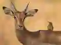 Wild Deer Jigsaw – kostenloses Online-Spiel