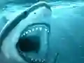 Hungry Shark – kostenloses Online-Spiel