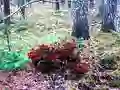 Bernati Forest Adventure – kostenloses Online-Spiel