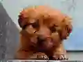 Puppy Puzzle – kostenloses Online-Spiel