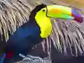 Toucan Bird Jigsaw – kostenloses Online-Spiel