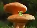 Mushroom Plant Land Escape – kostenloses Online-Spiel
