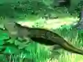 Lizard Forest Escape – kostenloses Online-Spiel