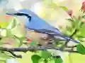 Hidden Spots Birds – kostenloses Online-Spiel
