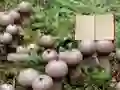 Lycoperdon Mushroom Land Escape – kostenloses Online-Spiel