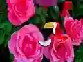 Precious Rose Escape – kostenloses Online-Spiel