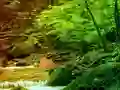 Peaceful Rainbow Forest Escape – kostenloses Online-Spiel