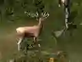 Sniper Hunting Deadly Animal – kostenloses Online-Spiel