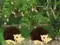 Escape From Mango Farm – kostenloses Online-Spiel